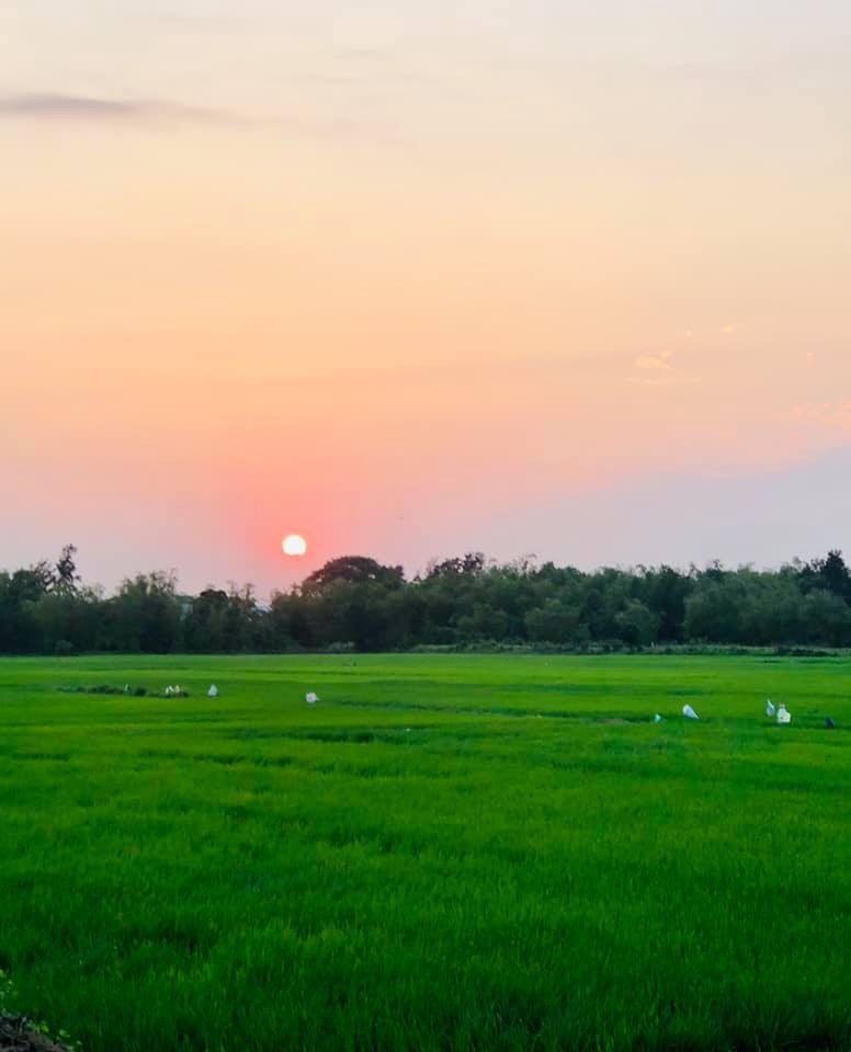 Những đồng lúa ngát xanh