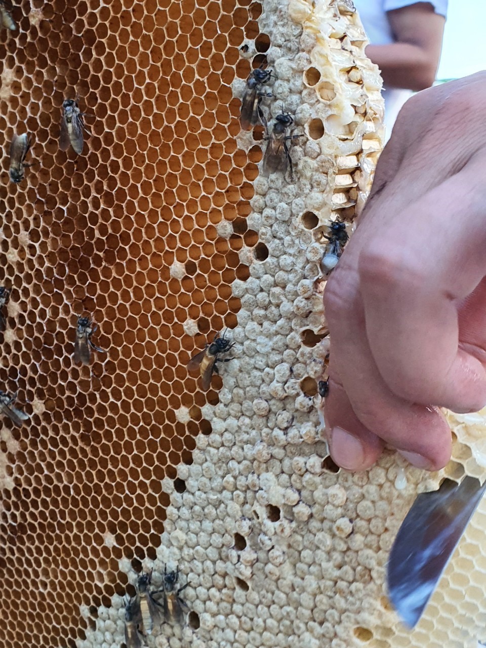 Tổ ong rừng U Minh Hạ, Cà Mau. Ảnh: Nhật Hồ
