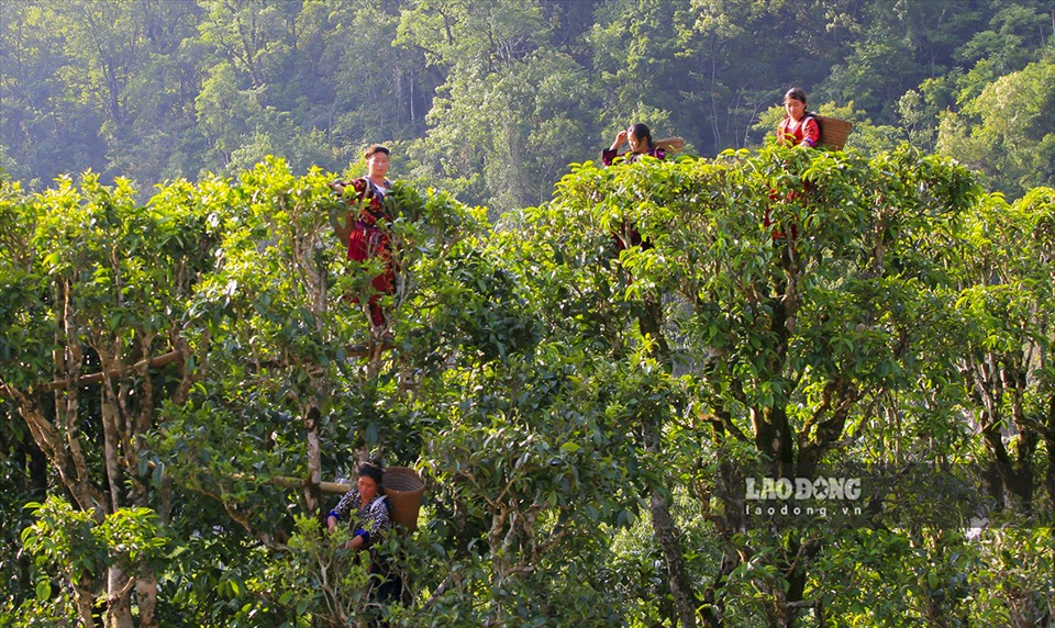 Đến đây, du khách còn có cơ hội được tham quan vùng chè cổ thụ với gần 4.000 cây chè Shan Tuyết, trong đó có 100 cây được công nhận là Cây di sản Việt Nam.