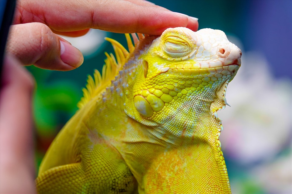 Được biết, rồng Nam Mỹ (tên khoa học là Iguana) thường sống ở các khu vực nhiệt đới Trung và Nam Mỹ, nhiều nhất là vùng Caribe. Tuy dáng vẻ xù xì, hung tợn nhưng tính tình lại rất hiền lành, thông minh, màu sắc bắt mắt nên được người yêu thú cưng ưa thích.