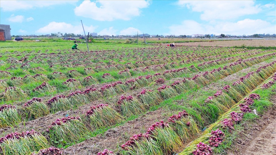 Hành tím Vĩnh Châu, tỉnh Sóc Trăng đã được xây dựng thương hiệu góp phần tăng thu nhập cho người trồng. Ảnh: Nhật Hồ