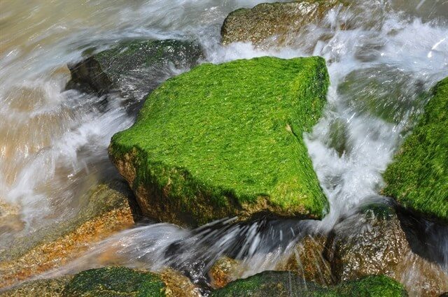 Một trong những điểm khiến du khách ấn tượng với biển Hoành Sơn đó là ở đây có những bãi đá rêu xanh. Ảnh: vntrip