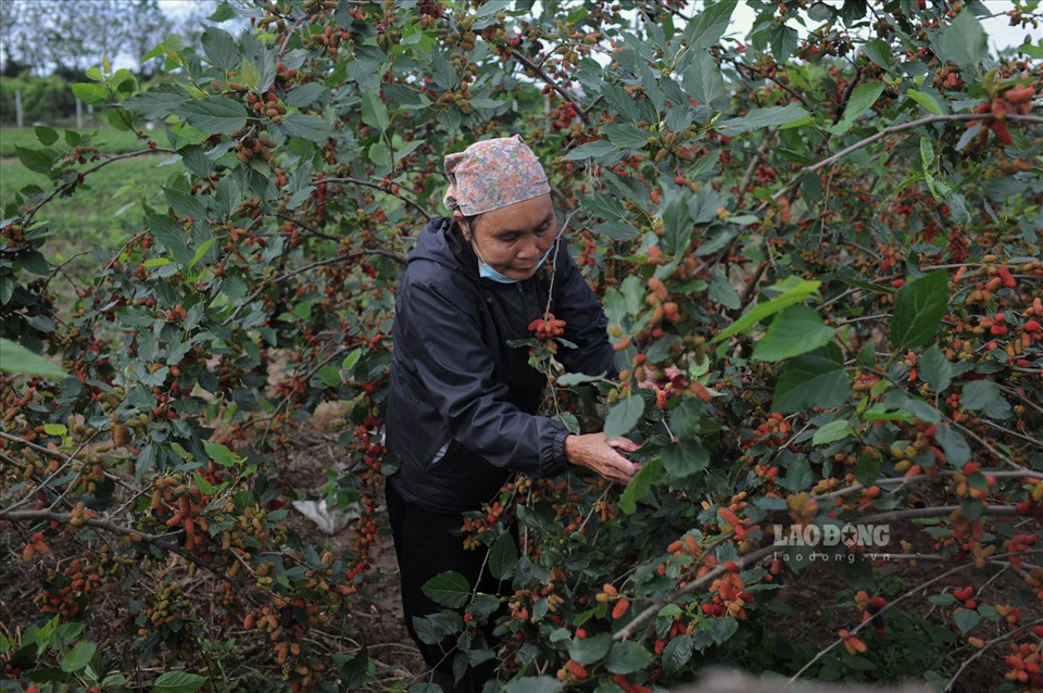 Bà Đỗ Thị Hoa, 62 tuổi (hộ dân canh tác dâu tằm tại xã Hiệp Thuận) cho hay “nhà tôi đã trồng dâu tằm được 7 năm, dễ chăm sóc và hiệu quả kinh tế mang lại nhiều hơn so với cây đậu tương, lạc, mía,…”.