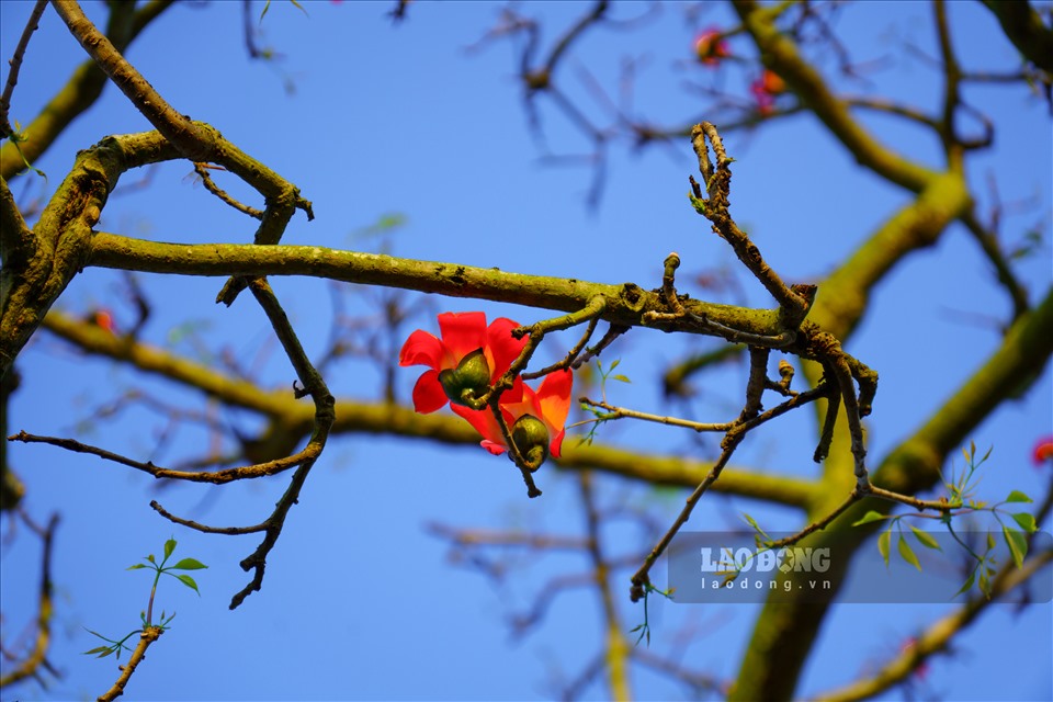 Bông hoa gạo to bằng lòng bàn tay với 5 cánh đều nhau, màu đỏ tươi rực rỡ. Đây là loài hoa đặc trưng của miền Bắc, thường nở vào giữa tháng ba đến đầu tháng tư, cũng là thời điểm giao mùa.