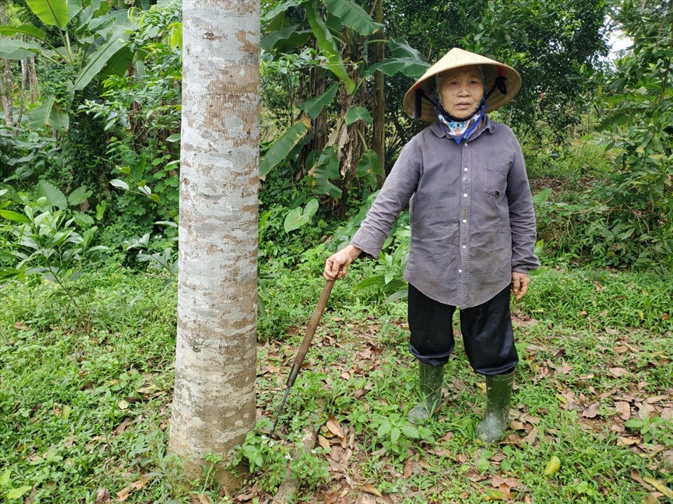 Bà Hồng trước đây cũng trồng 400 cây dó bầu nhưng lợi nhuận không được bao nhiêu. Ảnh: H.L