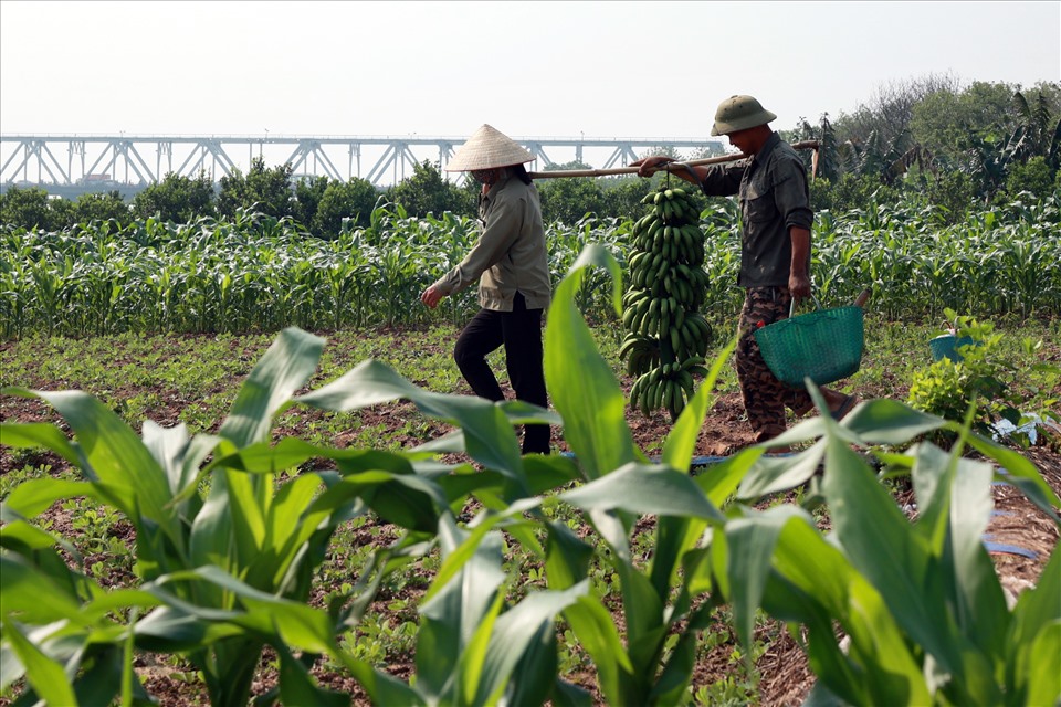 Hiện nay khu vực bãi giữa chủ yếu trồng các loại cây ngắn ngày như lạc, chuối, rau bí, ngô...phù hợp với đặc điểm thổ nhưỡng phù sa màu mỡ.