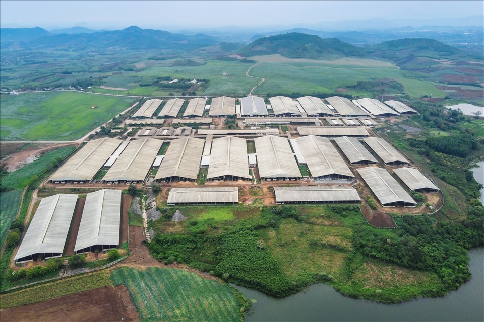 TH xác lập kỷ lục Cụm Trang trại bò sữa ứng dụng công nghệ cao khép kín lớn nhất Thế giới.