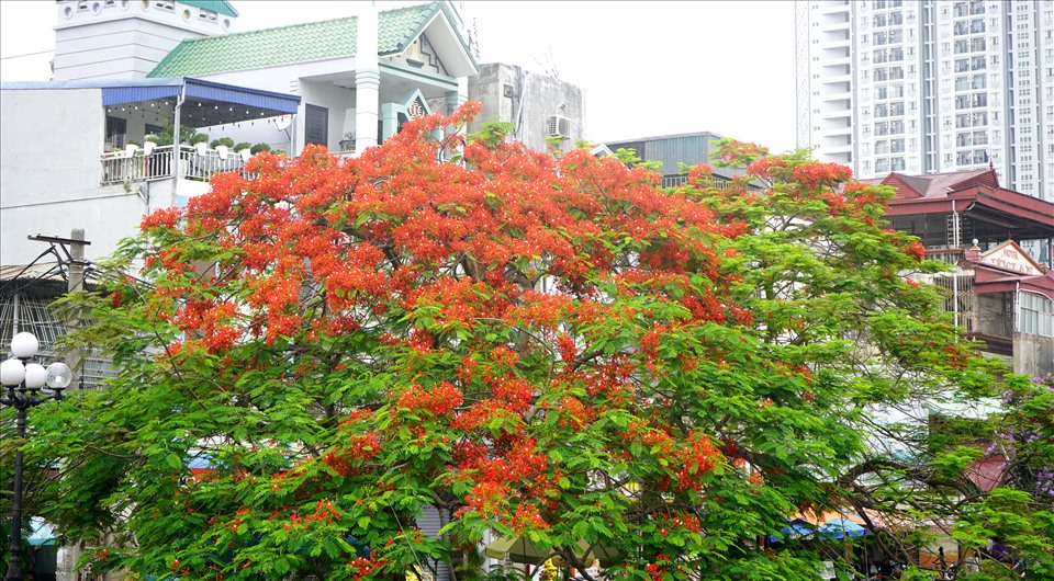 Hoa phượng nở đỏ thắm nhiều tuyến đường, góc phố Hải Phòng trong ngày kỷ niệm 67 năm Giải phóng thành phố. Ảnh: Mai Dung