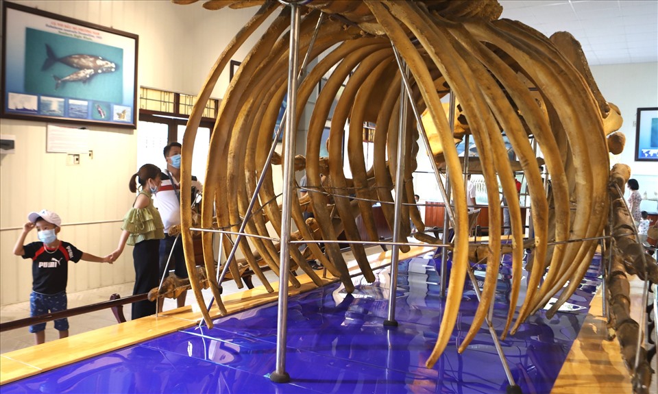 Ngày nay, bộ xương cá voi lưng gù là một trong những điểm nhấn đáng chú ý khi du khách đến tham quan Viện Hải dương ở Nha Trang.