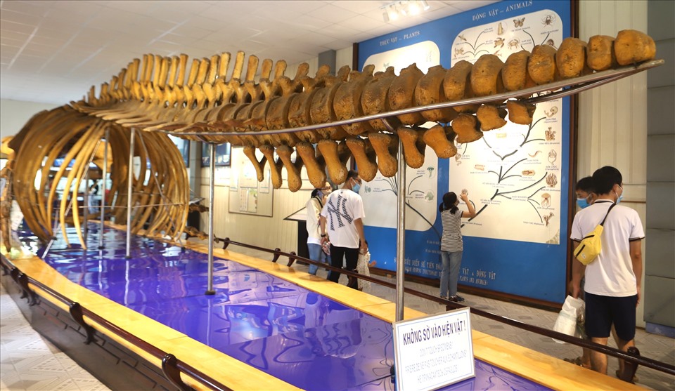 Khi phục dựng lại bộ xương, các đốt sống cùng phần thân dưới của cá voi lưng gù được các nhà khoa học phục chế lại, bảo tồn nguyên vẹn.
