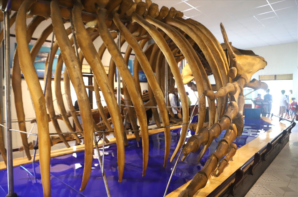 Khi phục dựng lại bộ xương, các đốt sống cùng phần thân dưới của cá voi lưng gù được các nhà khoa học phục chế lại, bảo tồn nguyên vẹn.