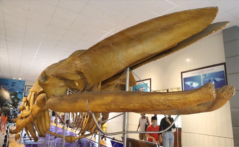bộ xương cá voi dài 18m, nặng gần 10 tấn, được khai quật tại xã Hải Cường, huyện Hải Hậu, tỉnh Nam Hà (Nam Định ngày nay) năm 1994. Bộ xương được phát hiện khi đào kênh thủy lợi, bị vùi sâu dưới ruộng 1,2m và cách biển 4km theo đường chim bay.