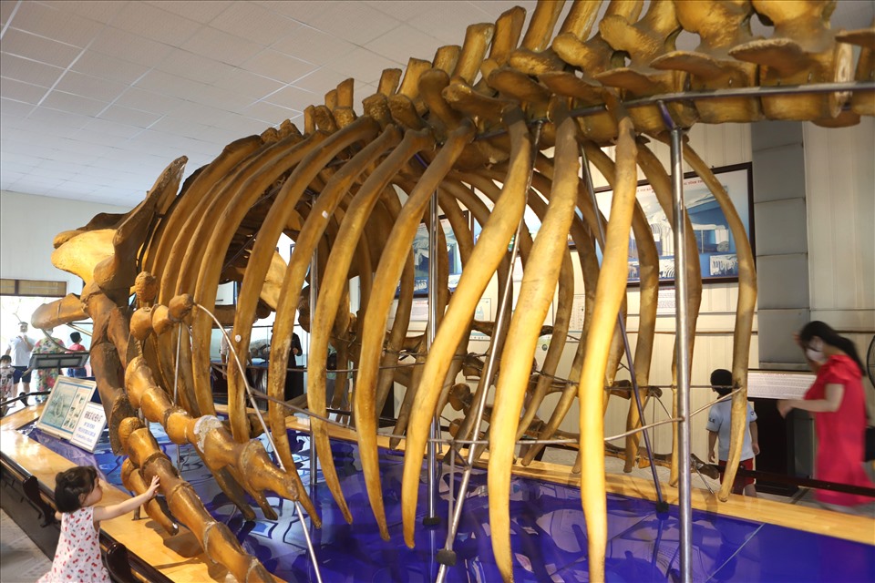 Du khách khi vào bên trong nhà trưng bày mẫu lớn sẽ thấy bộ xương cá voi.