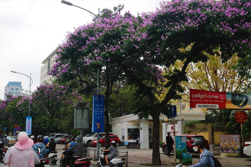 Vào những ngày tháng 5, không khó để bắt gặp những cây bằng lăng đang khoe sắc, nhuộm tím cả tuyến phố Hà Nội dưới nắng hè.