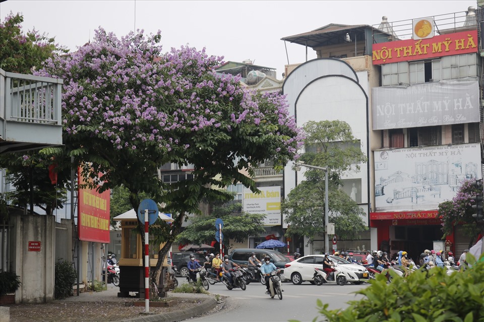 Ngoài tuyến đường Nguyễn Khoái, dọc khắp Hà Nội bằng lăng tím đã nở, bạn hoàn toàn có thể check-in kỷ niệm ở nhiều nơi nếu không muốn đến địa điểm hot, dễ đông đúc.