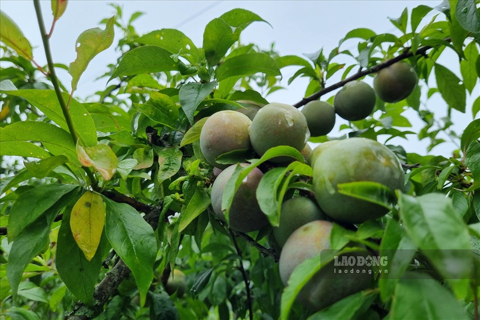 Với điều kiện trồng đặc thù, mận Tam Hoa ở cao nguyên trắng được nhiều người biết đến với hương vị khác biệt so với những nơi khác.