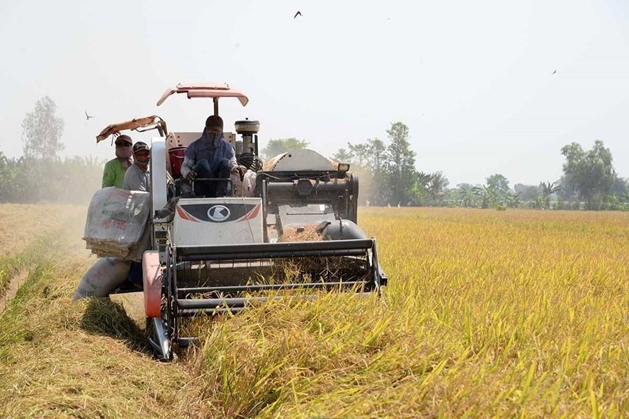 Giá gạo xuất khẩu 100% tấm của Việt Nam cũng được điều chỉnh tăng 5 USD/tấn. Ảnh: Tr.L