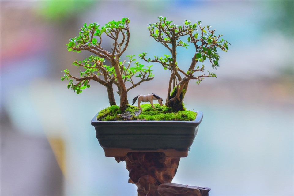Những tác phẩm độc đáo của người nghệ nhân bonsai