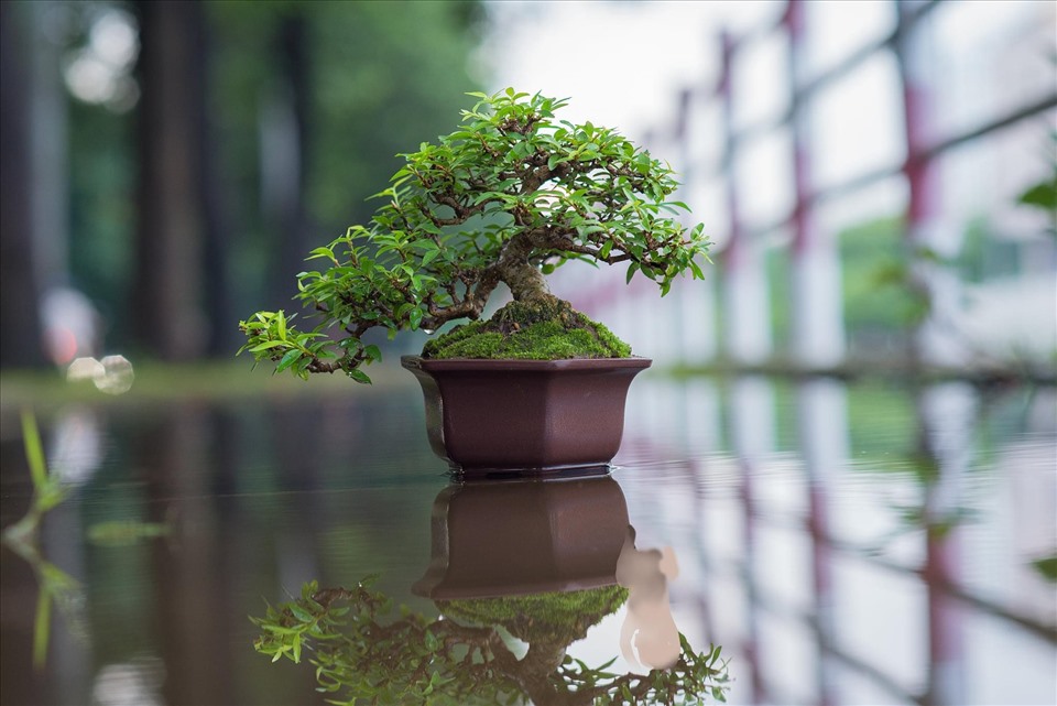 Những tác phẩm độc đáo của người nghệ nhân bonsai