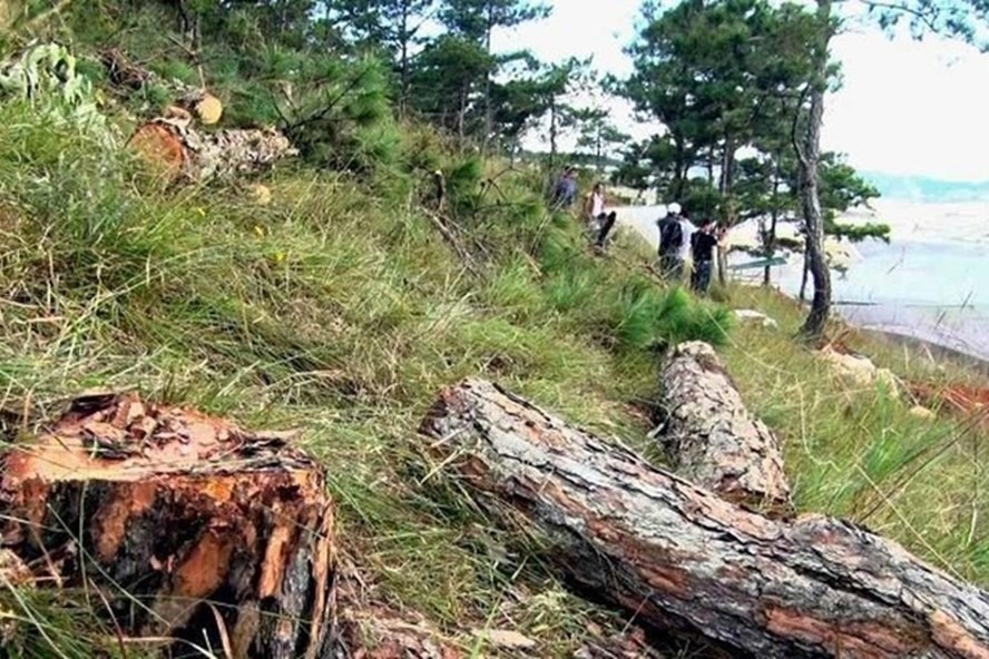 Dự án của Tập đoàn Trung Nguyên chỉ là 1 trong số nhiều dự án được giao quản lý nhưng để mất rừng.
