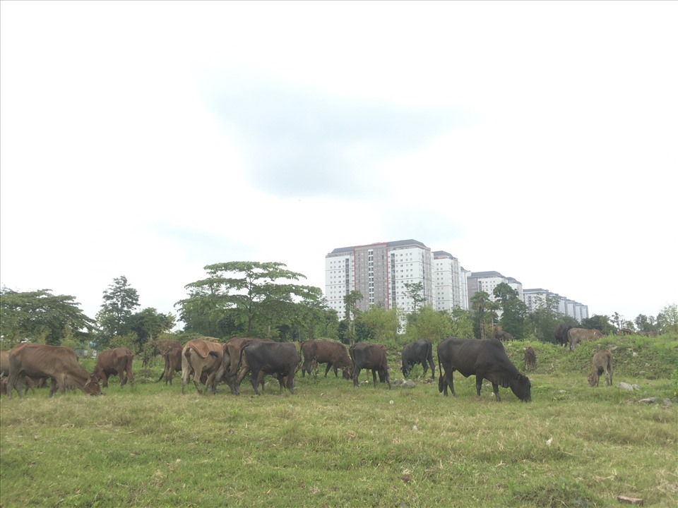 Nhiều khu biệt thự, liền kề tại dự án khu đô thị Thanh Hà Cienco5 vẫn bỏ hoang, làm nơi người dân chăn thả trâu, bò... Ảnh Cao Nguyên.