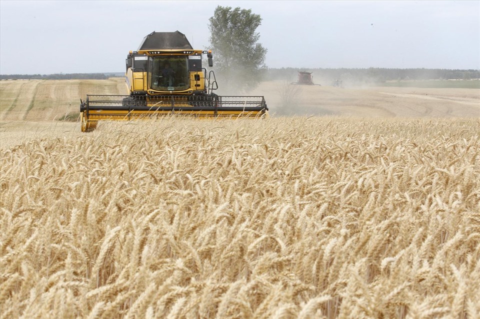 Nga và Ukraina chiếm 1/3 lượng xuất khẩu lúa mì của thế giới. Trong ảnh: Thu hoạch lúa mì ở Ukraina. Ảnh: AFP