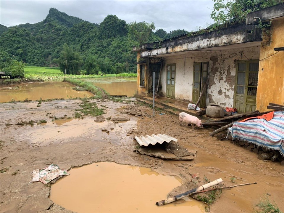 Nhiều hoa màu, gia súc và vật nuôi bị cuốn trôi nhấn chìm.