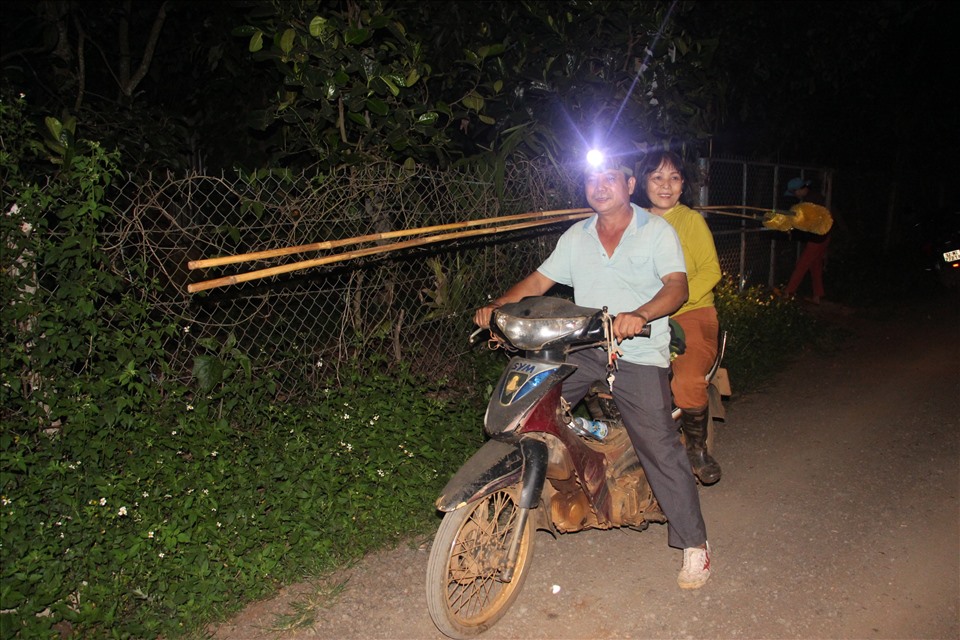 Khoảng 18h, khi trời nhá nhem tối, người nông dân ở tỉnh Đắk Lắk chuẩn bị đèn pin, phương tiện, chổi lông đi “se duyên” cho sầu riêng. Ảnh: Khánh Thùy