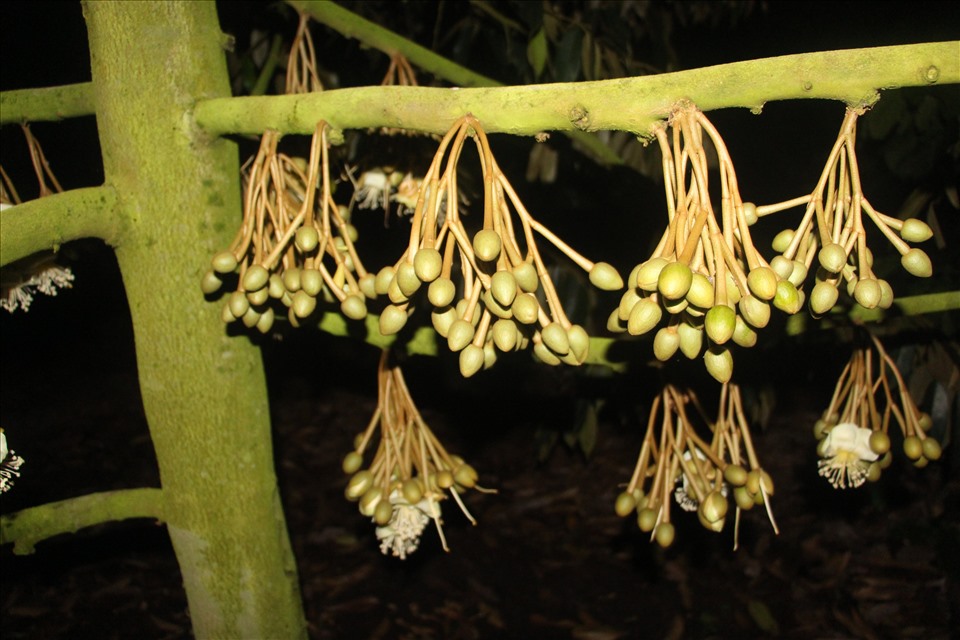 Việc thực hiện tốt quá trình thụ phấn sẽ giúp cho cây sầu riêng có khả năng đậu quả cao và mang lại chất lượng trái tốt hơn. Ảnh: Khánh Thùy