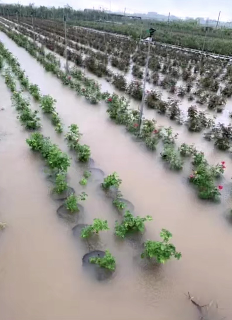 Sáng 24.5, nhiều cánh đồng lúa và rau màu của huyện Mê Linh (Hà Nội) bị ngập lụt do mưa lớn. Ảnh: VL