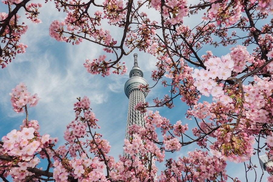 Tokyo Skytree, Japan: Tokyo Skytree is the tallest structure in Japan and the tallest TV tower in the world with a height of more than 634m above the Tokyo skyline.  (Photo: Xinhua News Agency)