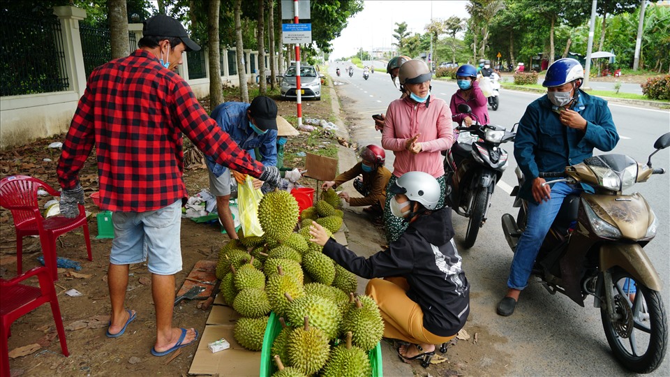 Cũng theo anh Hiệp, những năm trúng mùa nhà anh thu hoạch hơn 20 tấn mỗi năm nhưng năm nay mất màu chỉ được hơn 10 tấn. Đến thời điểm hiện tại mới thu hoạch được một số, còn trên cây là khoảng 8 tấn nữa.