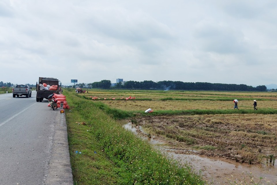 Ngoài chi phí đầu tư cao, năng suất giảm, giá thu mua lại thấp khiến nông dân trồng lúa thêm khó khăn. Ảnh: Trần Tuấn.