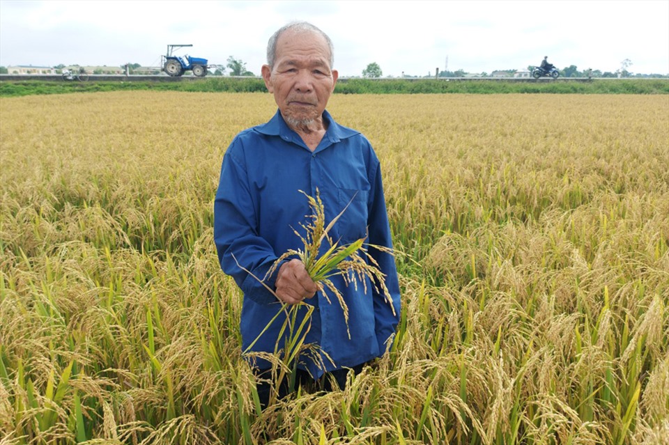 Ông Nguyễn Thừa Xuân ở xã Tân Lâm Hương (Thạch Hà) bên ruộng lúa bông nhỏ, nhiều hạt lép nên cho rằng năng suất chỉ đạt 65% so với vụ trước. Ảnh: Trần Tuấn.