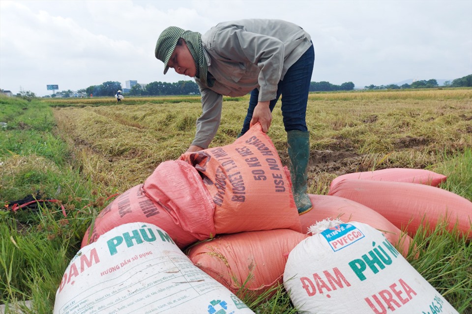 Chị Cảnh than phiền làm nông vất vả, chi phí cao mà năng suất thấp nên rất chán. Ảnh: Trần Tuấn.