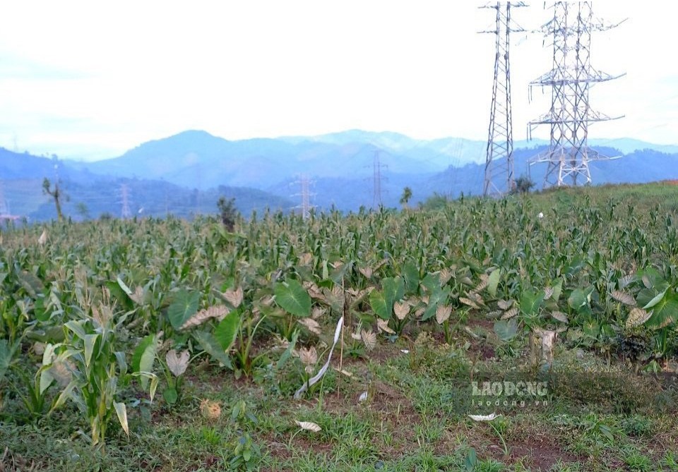 Nhiều diện tích cây trồng của người dân xã Phú Nhuận bị táp lá, chết khô.