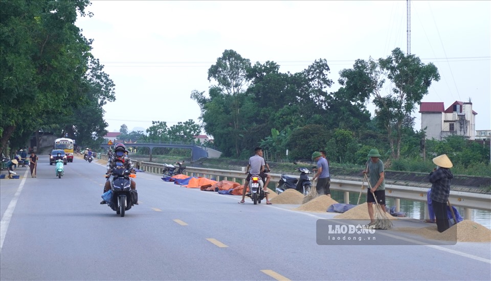 Trên tuyến Quốc lộ 45, kéo dài hàng chục cây số (qua địa bàn các huyện Đông Sơn, Thiệu Hóa và Yên Định), người dân đua nhau mang lúa ra phơi hai bên đường.