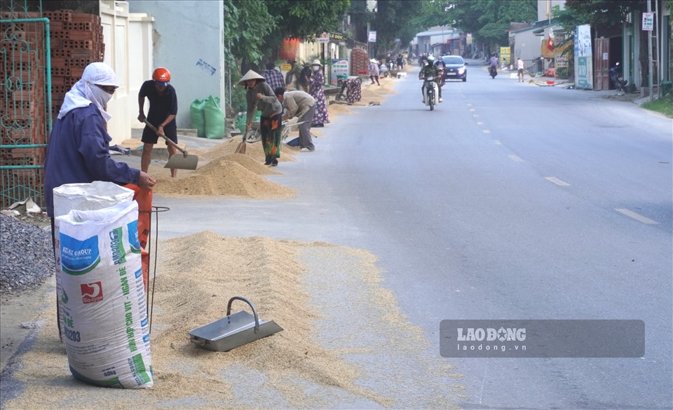 Theo ghi nhân của Lao Động, thời gian này đúng vào mùa gặt, nên trên rất nhiều tuyến đường ở tỉnh Thanh Hóa xảy ra tình trạng người dân mang lúa ra phơi.