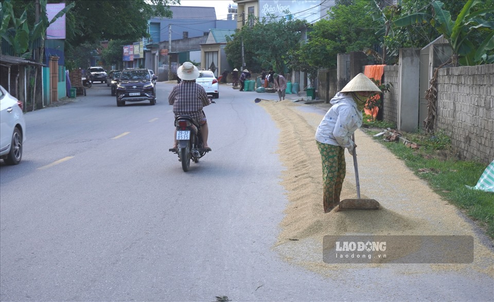 Tranh thủ trời nắng, người dân sống dọc tuyến Quốc lộ 45 (đoạn qua các huyện Đông Sơn, Thiệu Hóa, Yên Đinh) đua nhau mang lúa ra đường phơi.