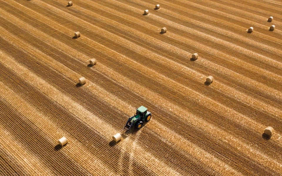 Preparing hay rolls in a field in Ust-Labinsk region, Krasnodar region, Russia.  Photo: Sputnik