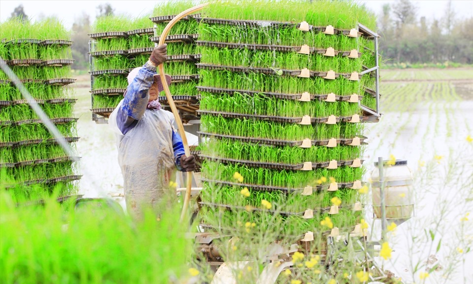 Nông dân tỉnh Chiết Giang, miền đông Trung Quốc. Ảnh: VCG