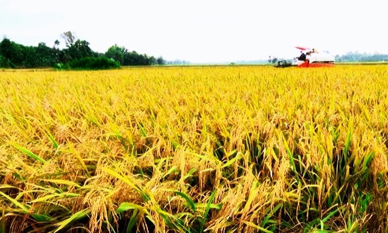 Giá gạo xuất khẩu của Việt Nam tăng thêm 5 USD/tấn đối với cả 3 loại gạo 5% tấm, 25% tấm và 100% tấm. Ảnh: TL