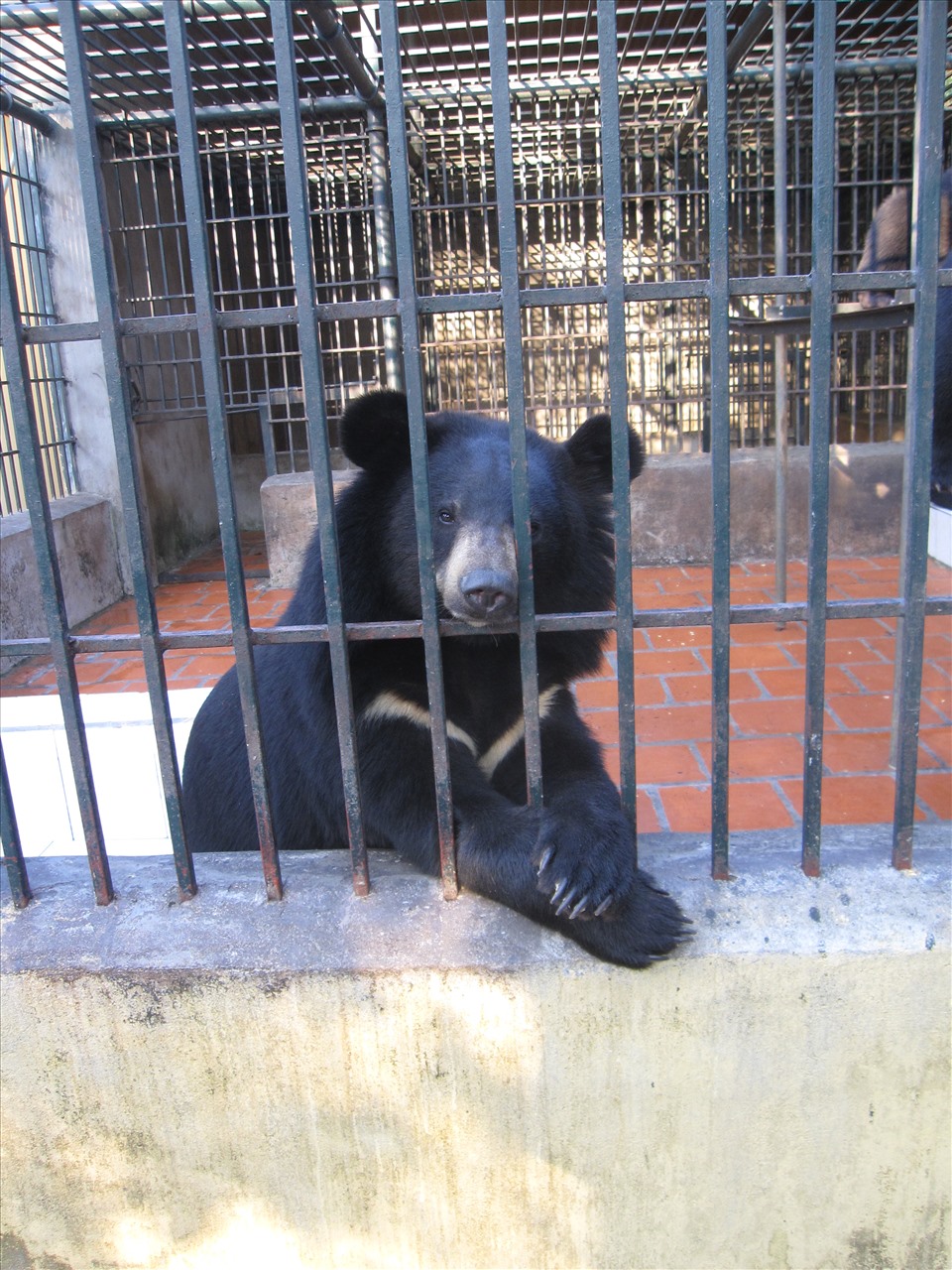 Những cá thể gấu đen bị cầm tù, giam hãm nhiều năm.