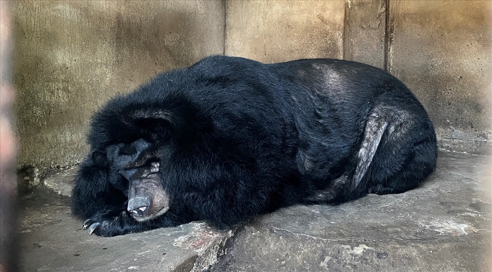 Một chú gấu buồn bã, mệt mỏi trong chuồng nuôi nhốt.