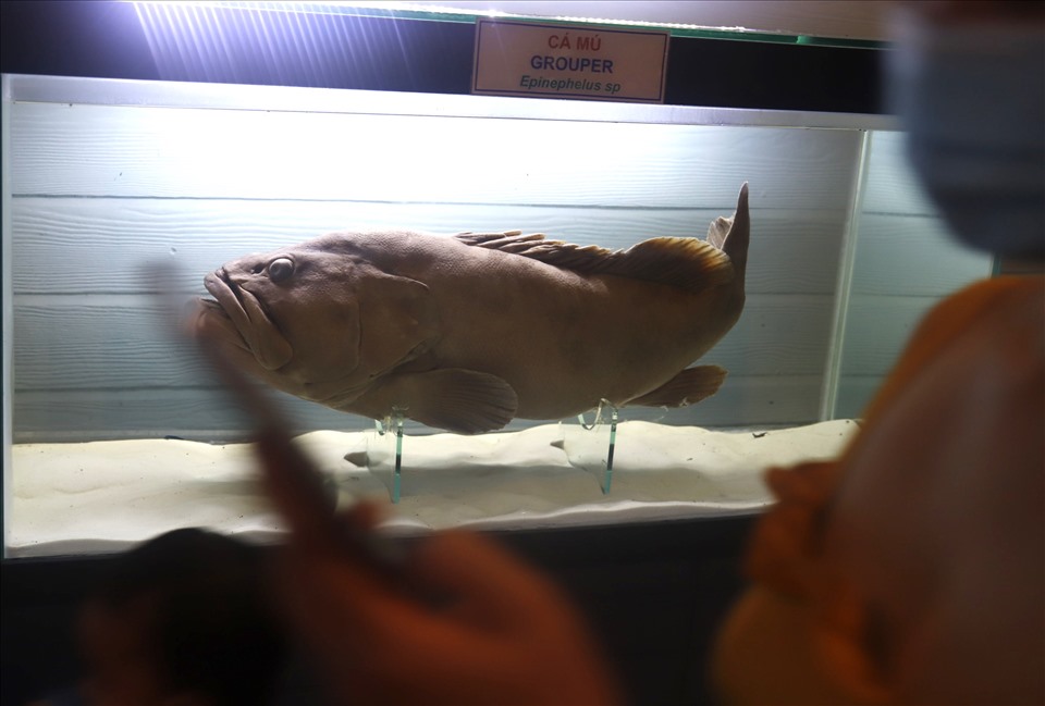Một mẫu vật cá Mú được trưng bày tại Viện Hải dương học.