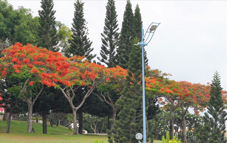 Hoa phượng như những lá cờ đỏ tung bay, nổi bật trên nền xanh của những cây khác, hoặc nền xanh da trời. Theo Công ty CP Phát triển công viên cây xanh và đô thị Vũng Tàu (UPC) cho biết, toàn bộ có hơn 1.300 cây phượng được trồng tại nhiều nơi như trường học, đài liệt sĩ, đền thờ, ...trên địa bàn. Ảnh: T.A