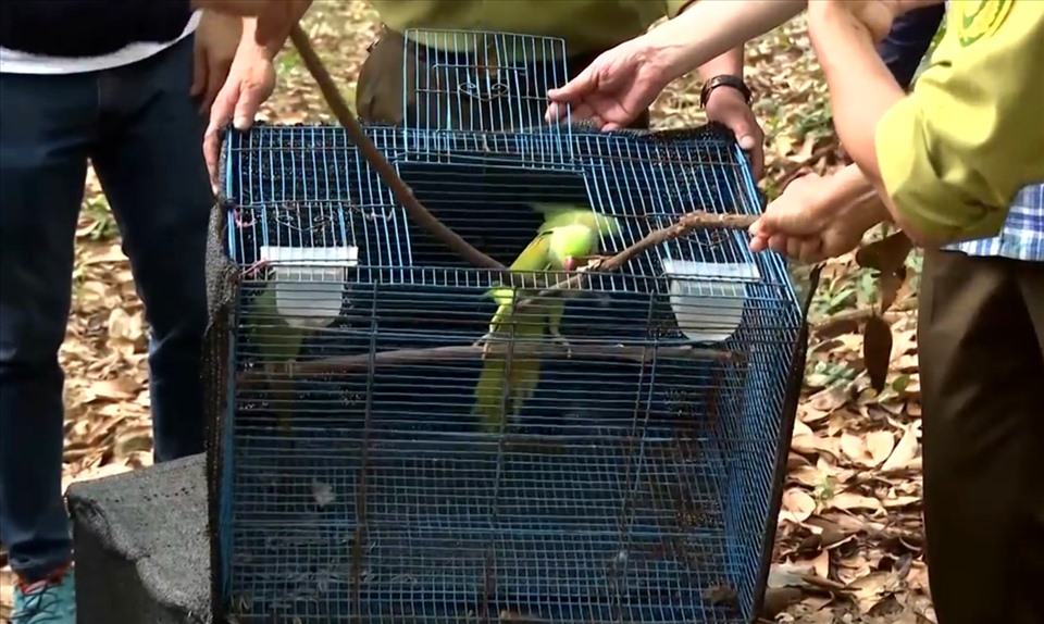 Một cá thể Vẹt được thả về môi trường tự nhiên. Ảnh: LPL