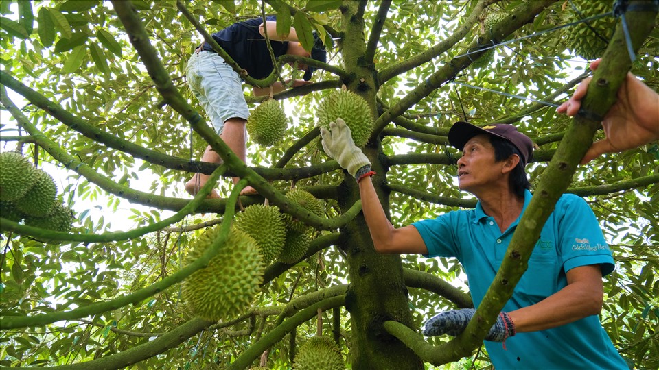 Thu hoạch sầu riêng, nông dân Cần Thơ rạng rỡ vì được giá cao