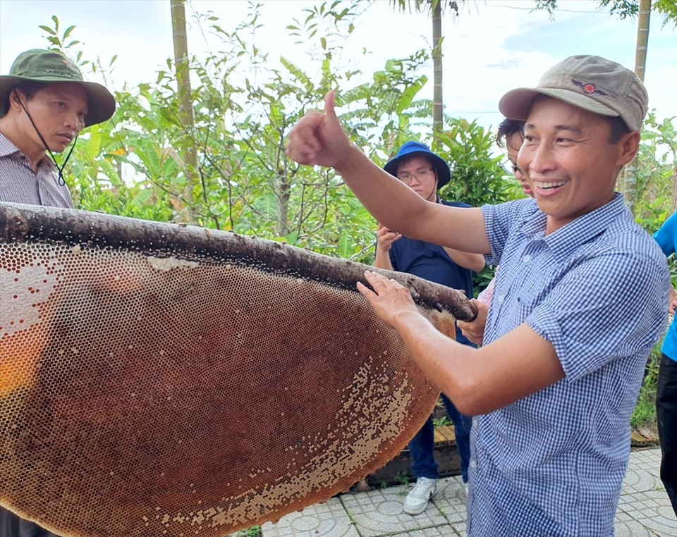 Anh Phạm Công Khanh, chủ cơ sở du lịch Mười Ngọt, người được tổ chức kỷ lục Việt Nam xác lập kỷ lục đồng sở hữu tổ ong mật to nhất Việt Nam cho biết, tại khu rừng 40 ha của mình có tổng cộng 600 tổ ong to như thế này.