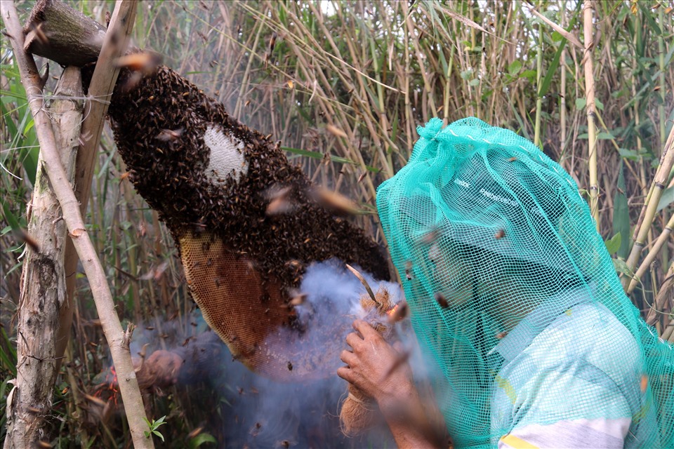 Ngày nay người đi ăn ong không còn dùng lửa để đốt mà sử dụng dụng cụ ung khói để con ong bay đi vừa đảm bảo phòng chống cháy rừng, vừa lấy được nhiều mật ong hơn.